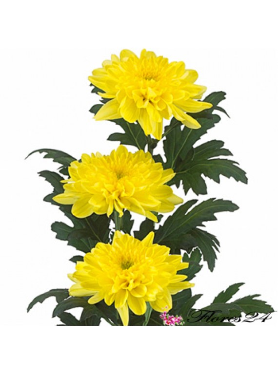 Хризантема Зембла  (желтая)