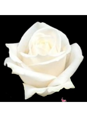 Роза Белая 50 см