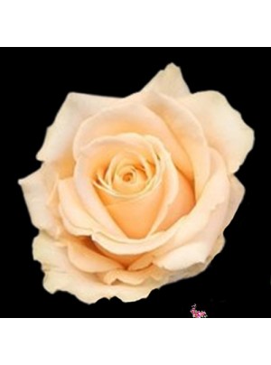 Роза Персиковая 50 см