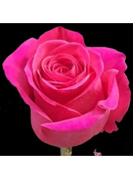 Роза Пингфлоид 70 см