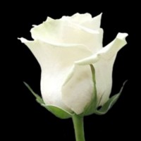 Роза Мондиаль 70 см