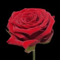 Роза Ред Наоми 40 см