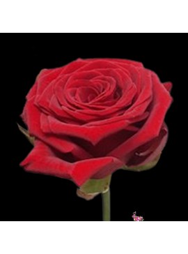 Роза Ред Наоми 40 см