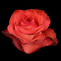 Роза Игуана 70 см