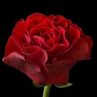 Роза Эль Торо 50 см