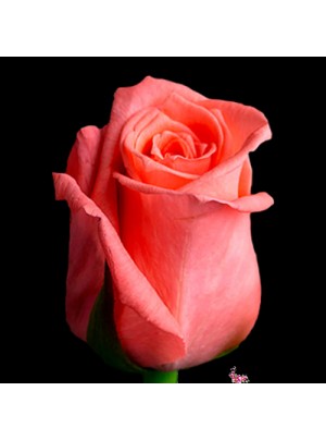 Роза Лососевая 50 см