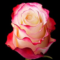 Роза Свитнес 70 см