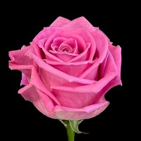 Роза Аква 50 см