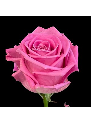 Роза Аква 50 см
