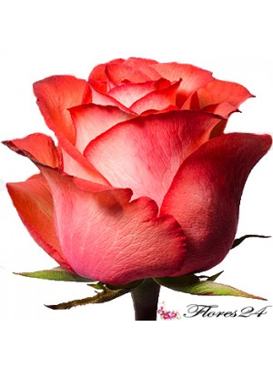 Роза Игуана 70 см
