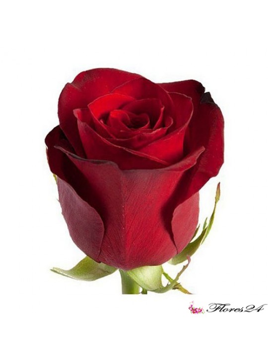 Роза Фридом купить | Букет красных роз | Красные розы доставка Москва