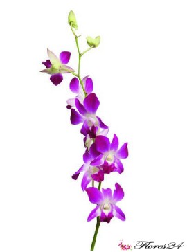 Орхидея Дендробиум Перпл 