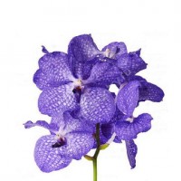 Орхидея Ванда ветка фиолетовая