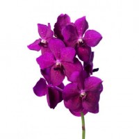 Орхидея Ванда ветка сиреневая