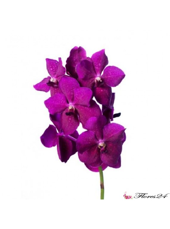 Орхидея Ванда ветка сиреневая