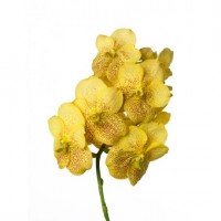 Орхидея Ванда желтая ветка 