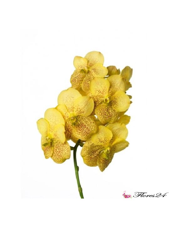 Орхидея Ванда желтая ветка 