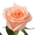 роза Персиковая