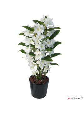 Орхидея Дендробиум Нобиле (белая)