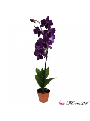 Орхидея Дендробиум Эмма (фиолетовая)