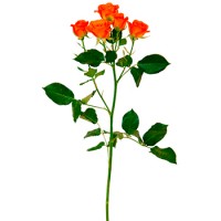 Роза кустовая коралловая