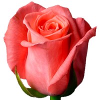Роза Лососевая 40 см