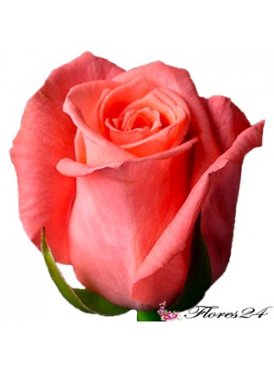 Роза Лососевая 40 см