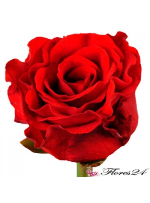 Роза Эль Торо 50 см