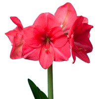 Амариллис розовый