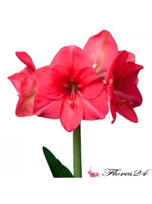 Амариллис розовый