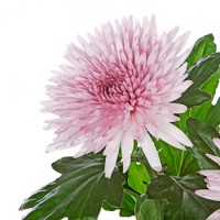 Хризантема одноголовая Анастасия (светло-фиолетовая)