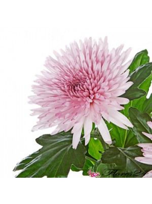 Хризантема одноголовая Анастасия (светло-фиолетовая)