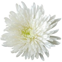 Хризантема одноголовая Анастасия (белая)