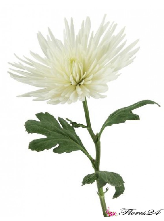 Хризантема одноголовая Анастасия (белая)
