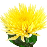 Хризантема одноголовая Анастасия (желтая)
