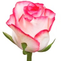 Роза Джумилия 40 см