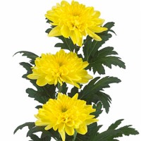 Хризантема Зембла  (желтая)
