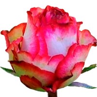 Роза Игуазу 70 см