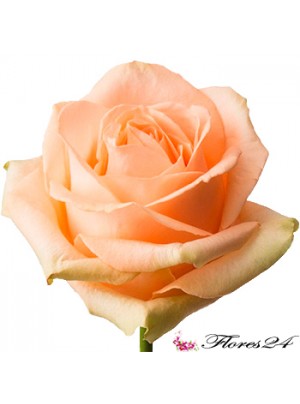 Роза Персиковая 40 см