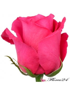 Роза Пингфлоид 70 см