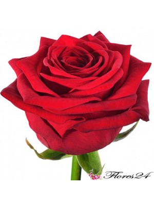 Роза Ред Наоми 60 см