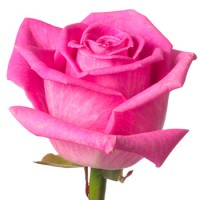 Роза Аква 40 см