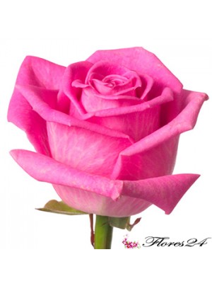 Роза Аква 40 см