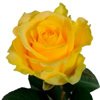 Роза Пенни Лейн 50 см