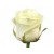 роза Белая
