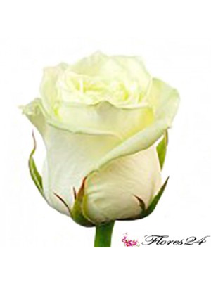 Роза Белая 40 см