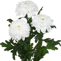 Хризантема одноголовая Зембла (белая)
